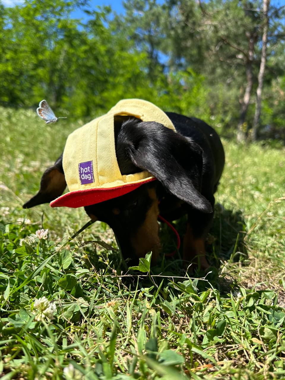 Панама для собак из коттона HatDog, лимонный сорбет Панама для собак из коттона HatDog, лимонный сорбет