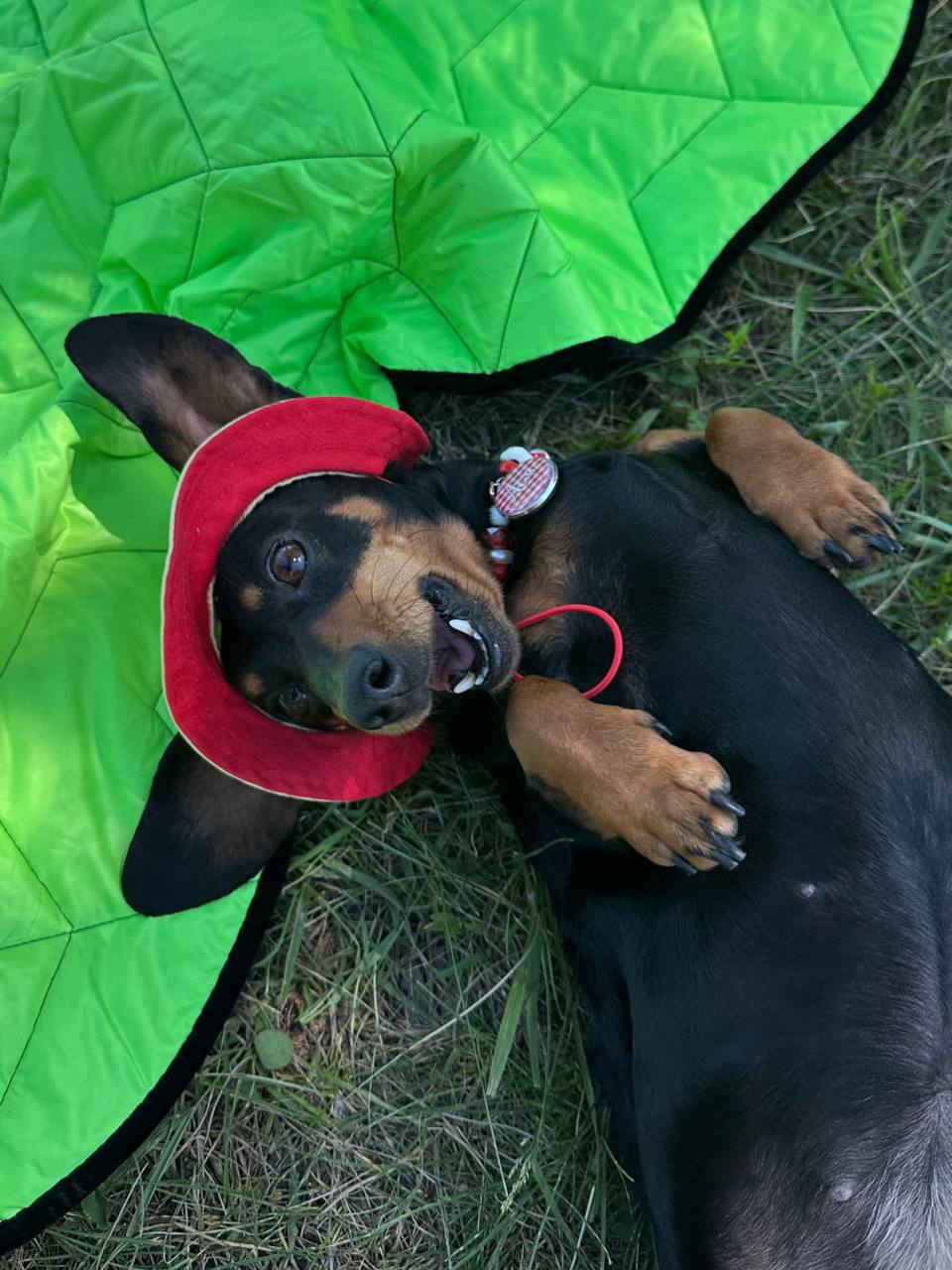 Панама для собак из коттона HatDog, лимонный сорбет Панама для собак из коттона HatDog, лимонный сорбет