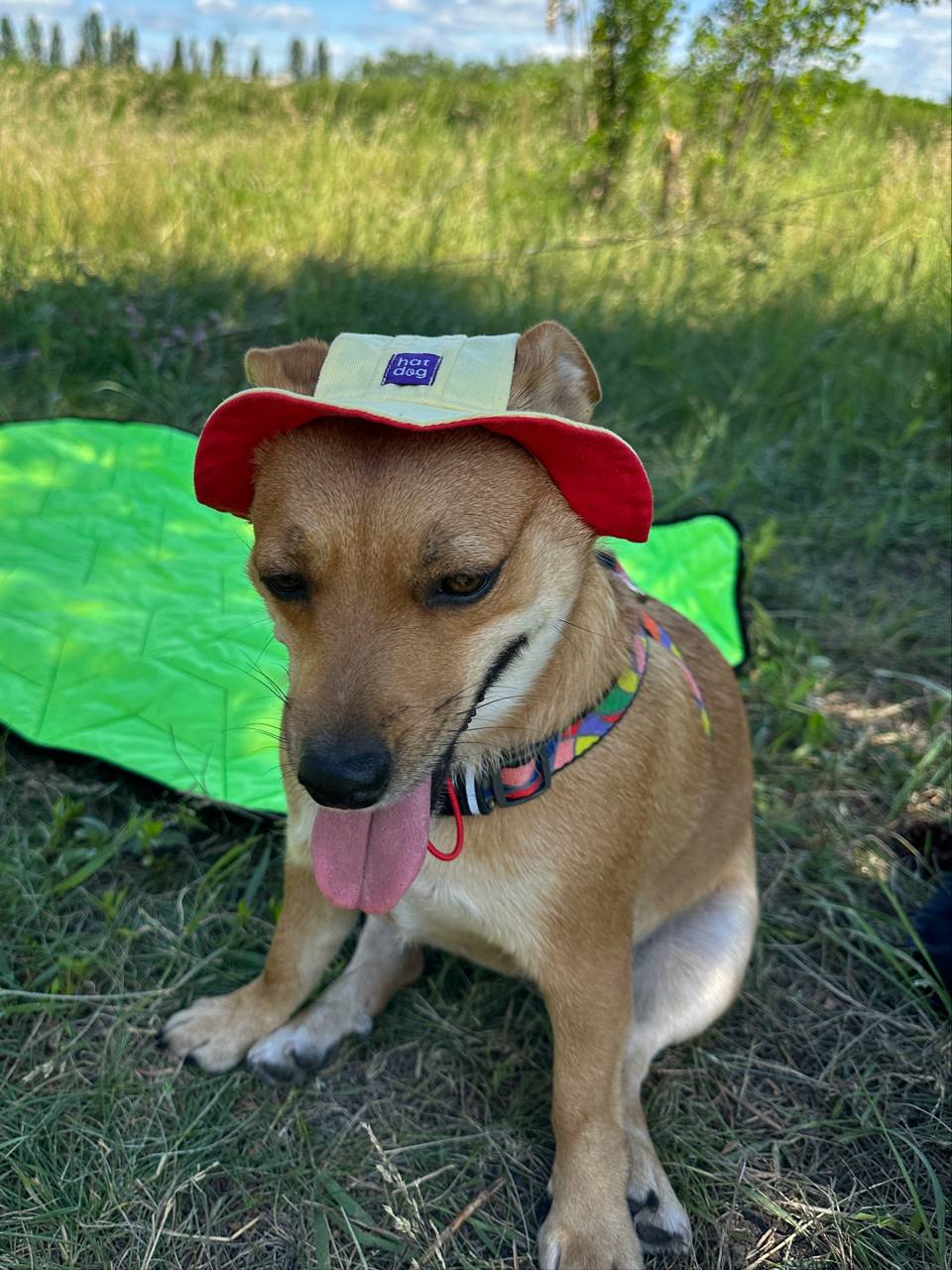 Панама для собак из коттона HatDog, лимонный сорбет Панама для собак из коттона HatDog, лимонный сорбет
