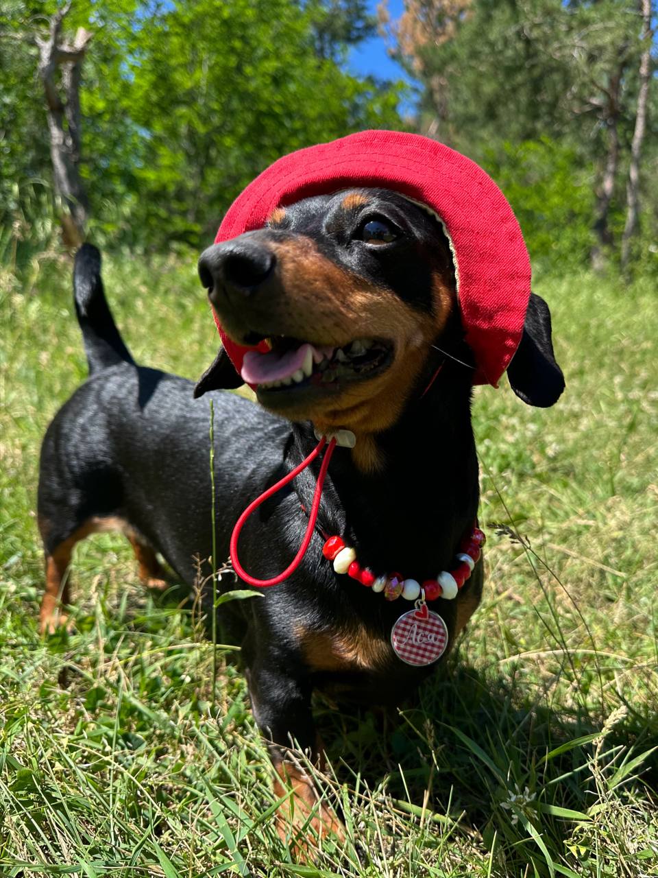 Панама для собак из коттона HatDog, лимонный сорбет Панама для собак из коттона HatDog, лимонный сорбет