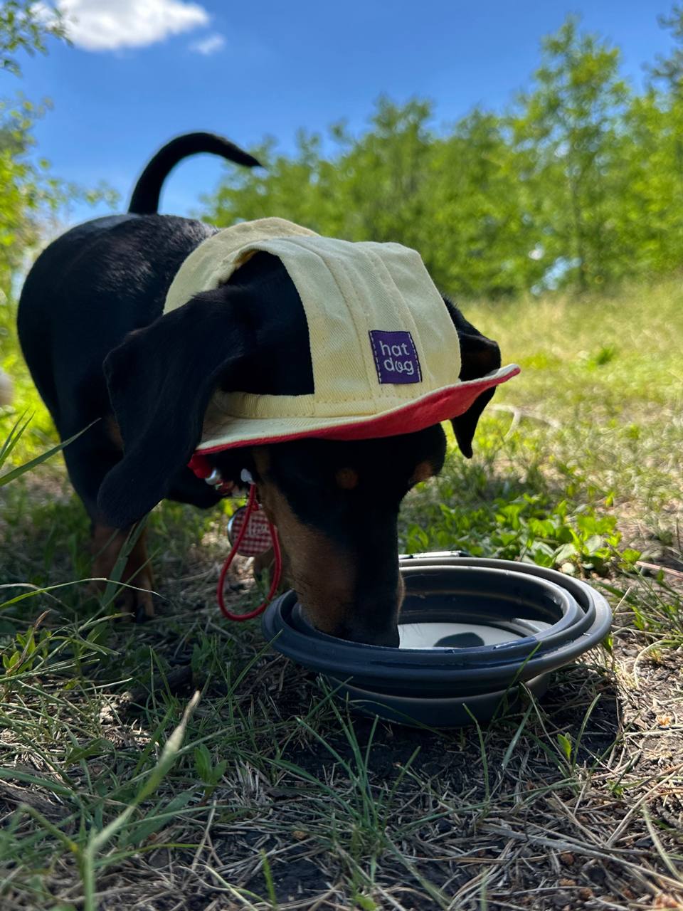 Панама для собак из коттона HatDog, лимонный сорбет Панама для собак из коттона HatDog, лимонный сорбет