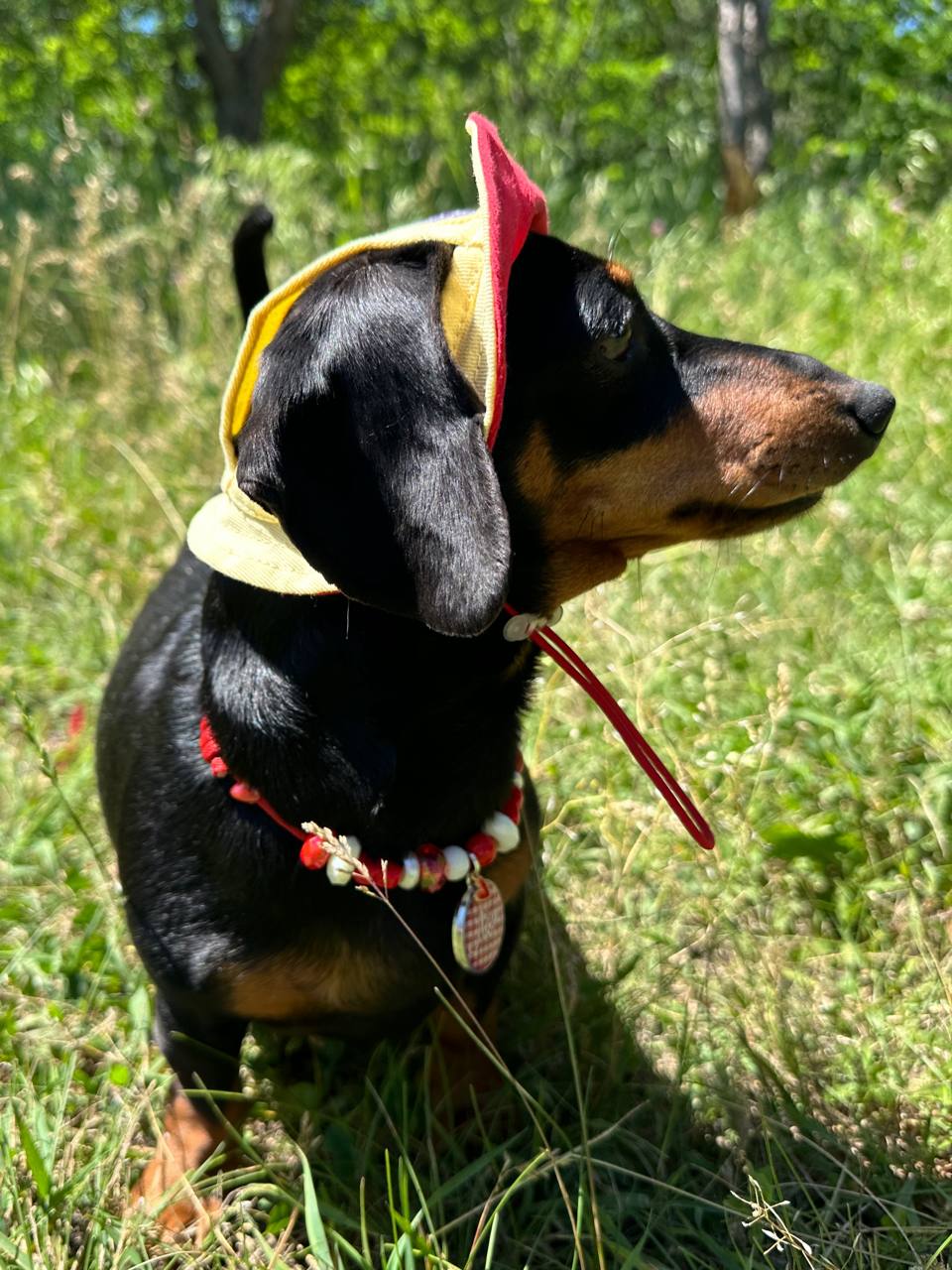 Панама для собак из коттона HatDog, лимонный сорбет Панама для собак из коттона HatDog, лимонный сорбет