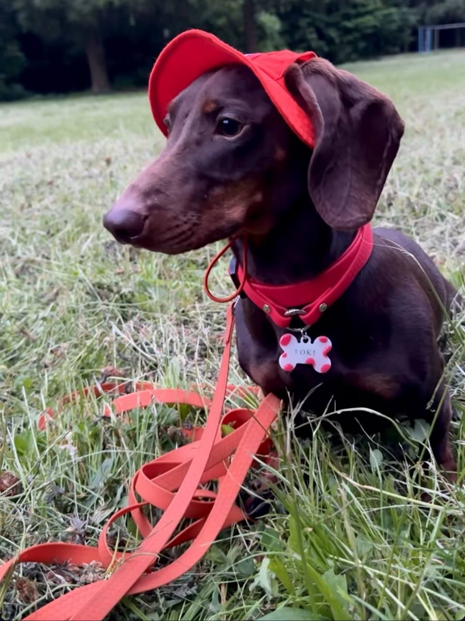 Панама для собак з льону HatDog, мандаринова Панама для собак з льону HatDog, мандаринова