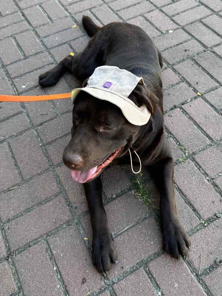 Панама для собак из льна HatDog, банановый латте Панама для собак из льна HatDog, банановый латте