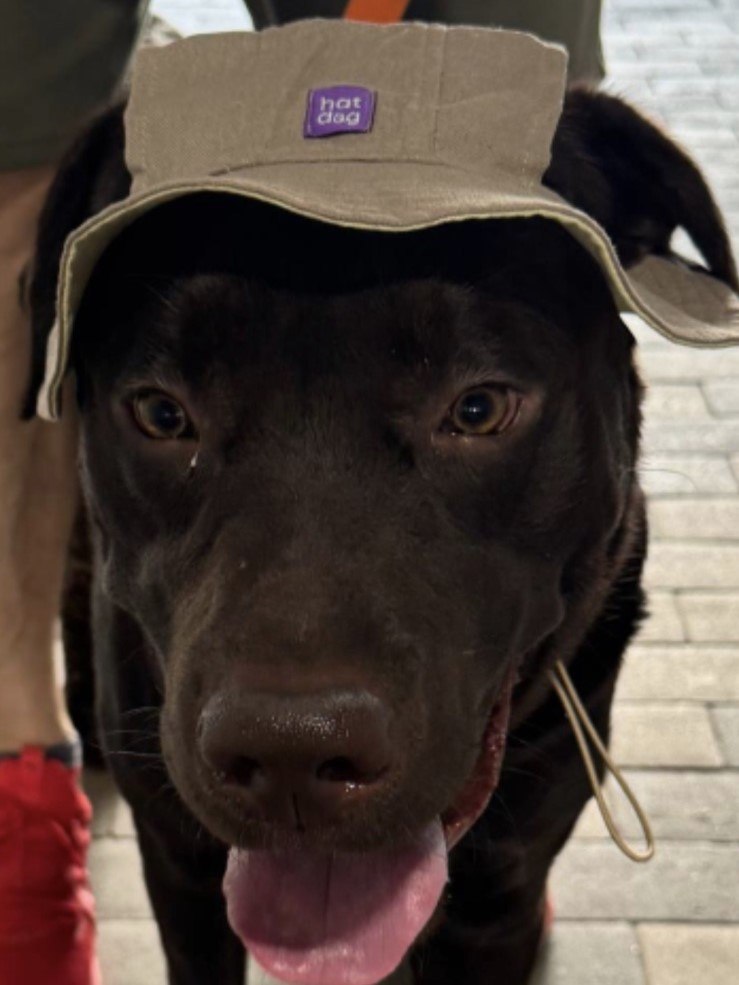 Панама для собак из льна HatDog, банановый латте Панама для собак из льна HatDog, банановый латте