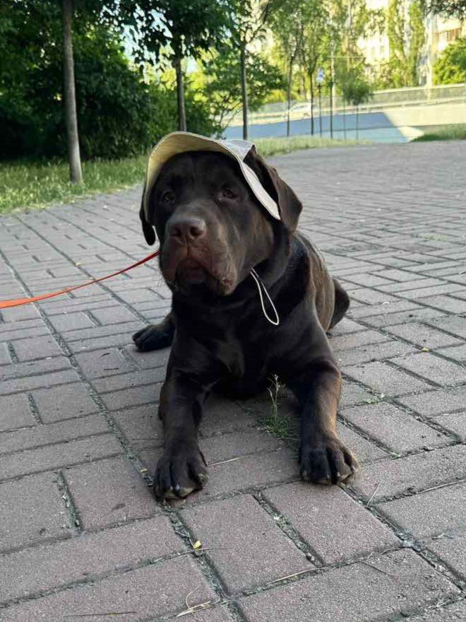 Панама для собак из льна HatDog, банановый латте Панама для собак из льна HatDog, банановый латте