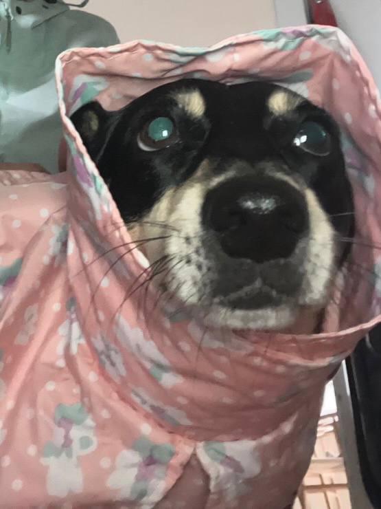Дождевик-плащ для собак DogsBomba Цветочки, персиковый Дождевик-плащ для собак DogsBomba Цветочки, персиковый