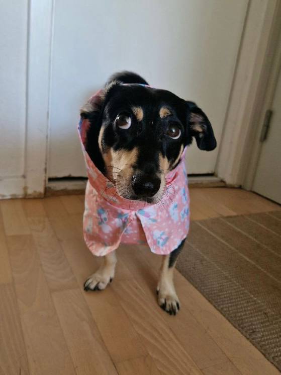 Дождевик-плащ для собак DogsBomba Цветочки, персиковый Дождевик-плащ для собак DogsBomba Цветочки, персиковый