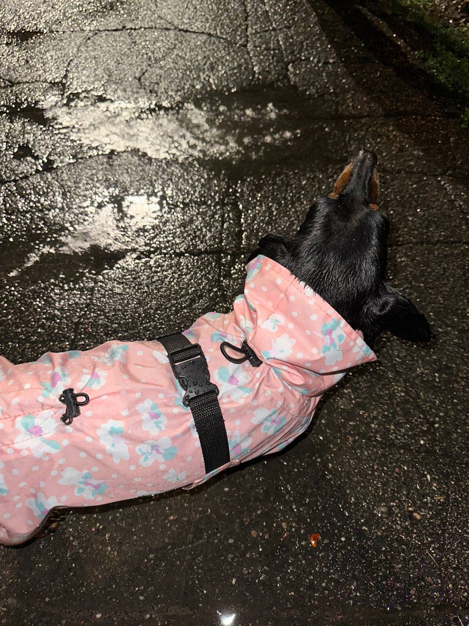 Дождевик-плащ для собак DogsBomba Цветочки, персиковый Дождевик-плащ для собак DogsBomba Цветочки, персиковый