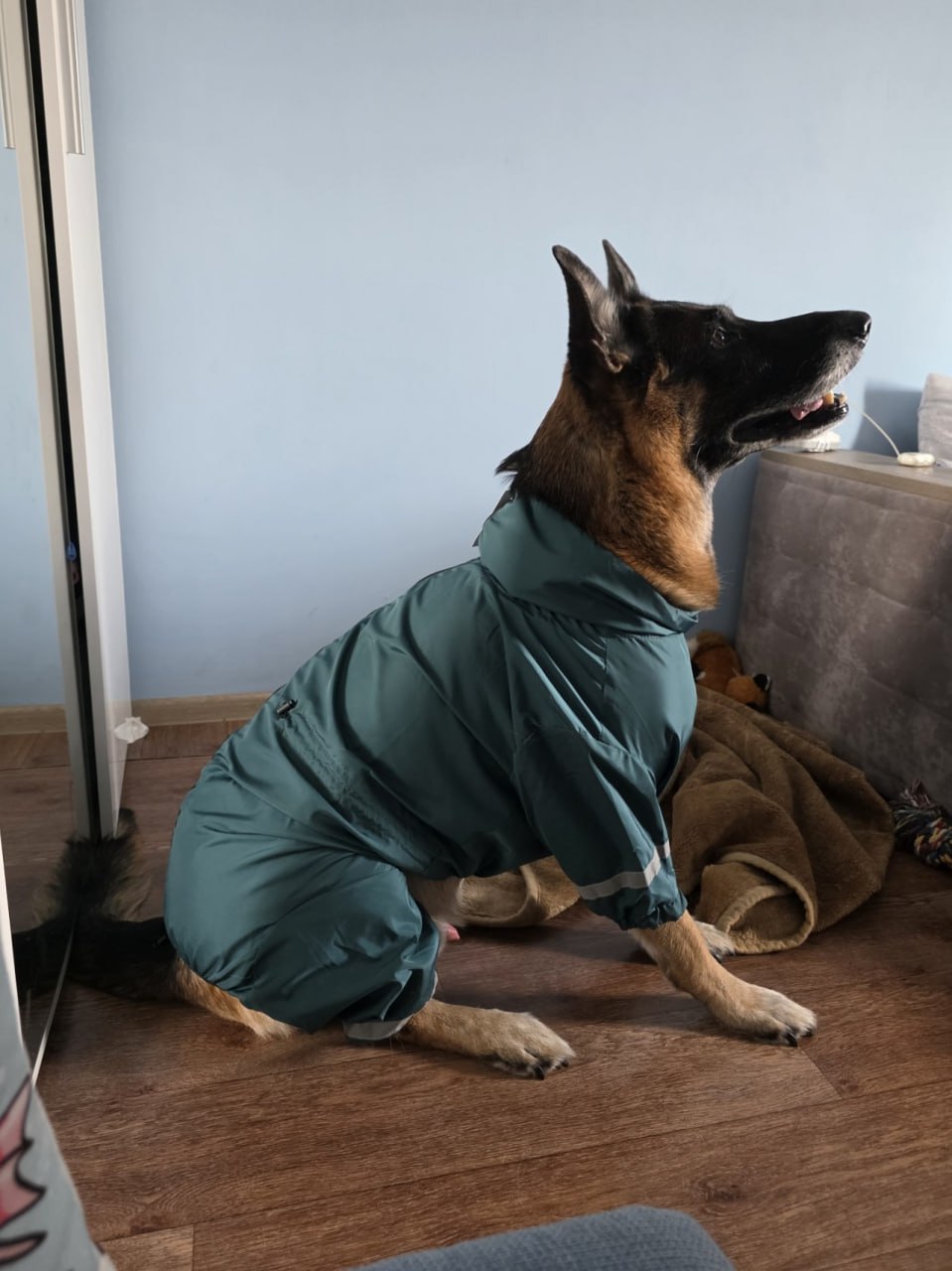 Дождевик для собак крупных пород DogsBomba, изумруд Дождевик для собак крупных пород DogsBomba, изумруд