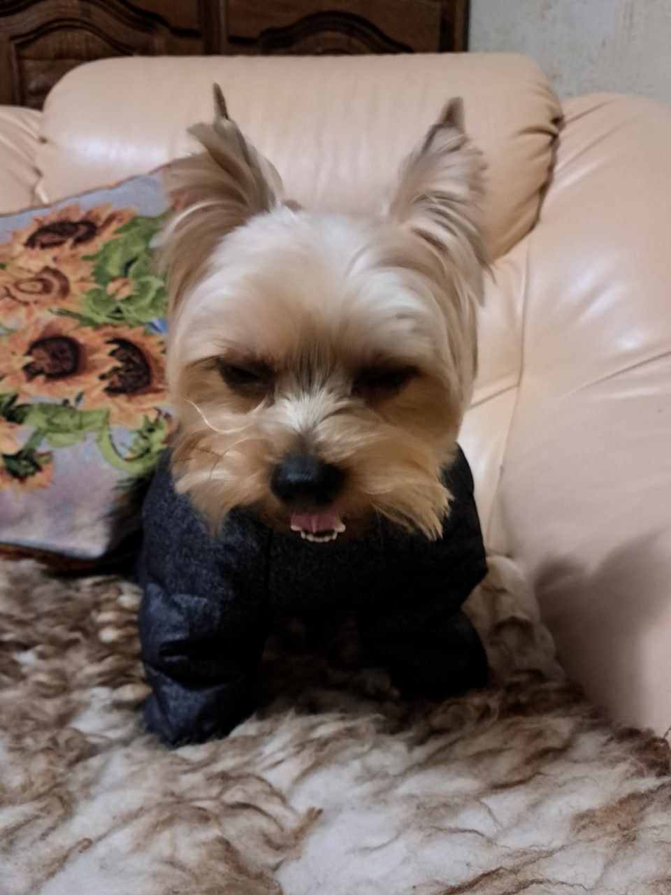 Комбинезон для собак PetFashion Cold, серый