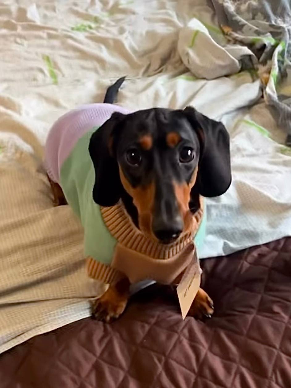 Свитер PetFashion Rich для собак нестандартных размеров (такс, корги, мопсов, французских бульдогов) Свитер PetFashion Rich для собак нестандартных размеров (такс, корги, мопсов, французских бульдогов)