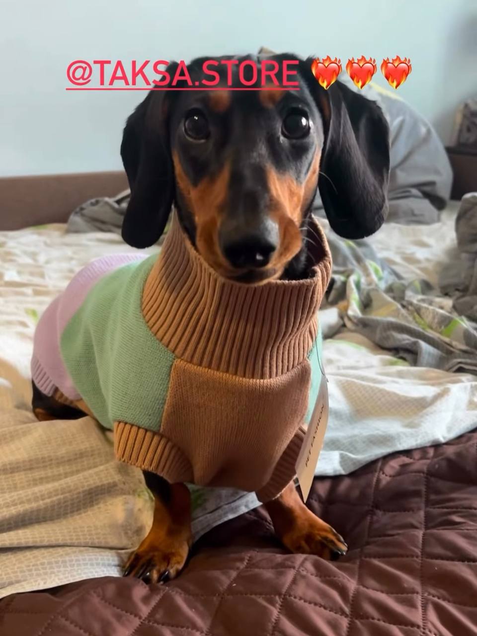 Свитер PetFashion Rich для собак нестандартных размеров (такс, корги, мопсов, французских бульдогов) Свитер PetFashion Rich для собак нестандартных размеров (такс, корги, мопсов, французских бульдогов)