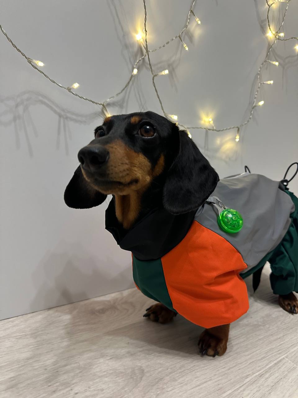 Дождевик PetFashion Marlie для такс и французских бульдогов Дождевик PetFashion Marlie для такс и французских бульдогов