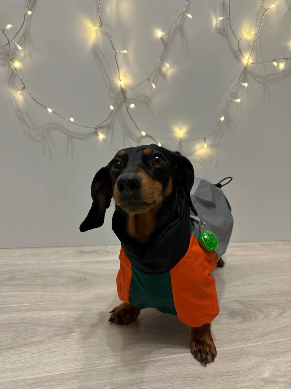 Дождевик PetFashion Marlie для такс и французских бульдогов Дождевик PetFashion Marlie для такс и французских бульдогов
