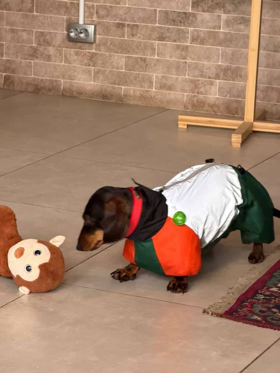 Дождевик PetFashion Marlie для такс и французских бульдогов Дождевик PetFashion Marlie для такс и французских бульдогов