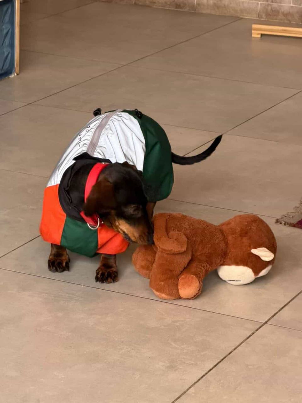 Дождевик PetFashion Marlie для такс и французских бульдогов Дождевик PetFashion Marlie для такс и французских бульдогов
