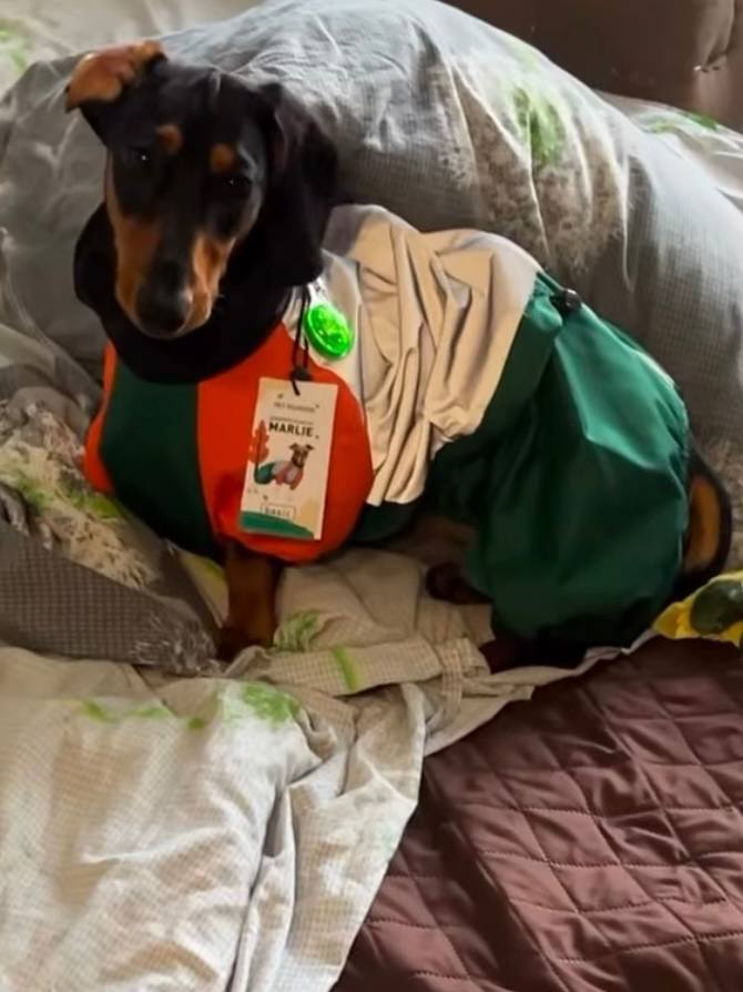 Дощовик PetFashion Marlie для такс та французьких бульдогів Дощовик PetFashion Marlie для такс та французьких бульдогів
