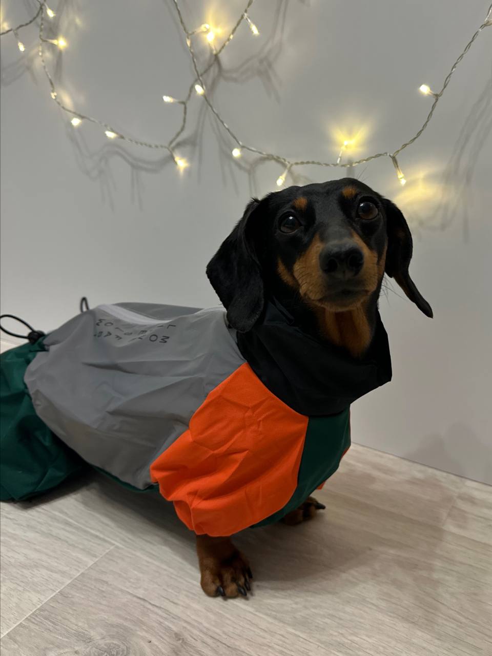 Дождевик PetFashion Marlie для такс и французских бульдогов Дождевик PetFashion Marlie для такс и французских бульдогов