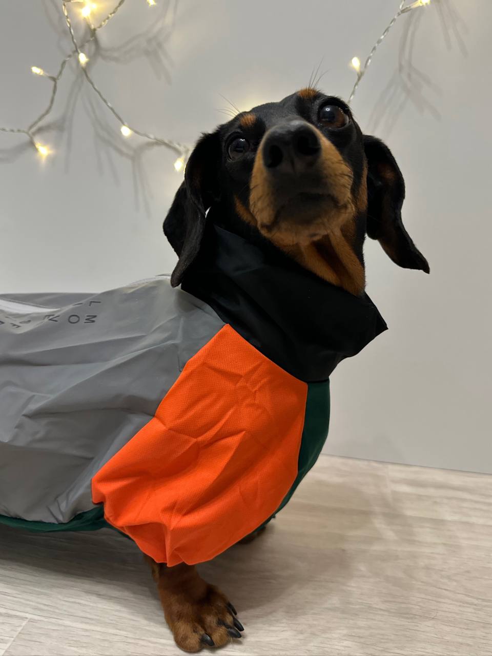 Дождевик PetFashion Marlie для такс и французских бульдогов Дождевик PetFashion Marlie для такс и французских бульдогов