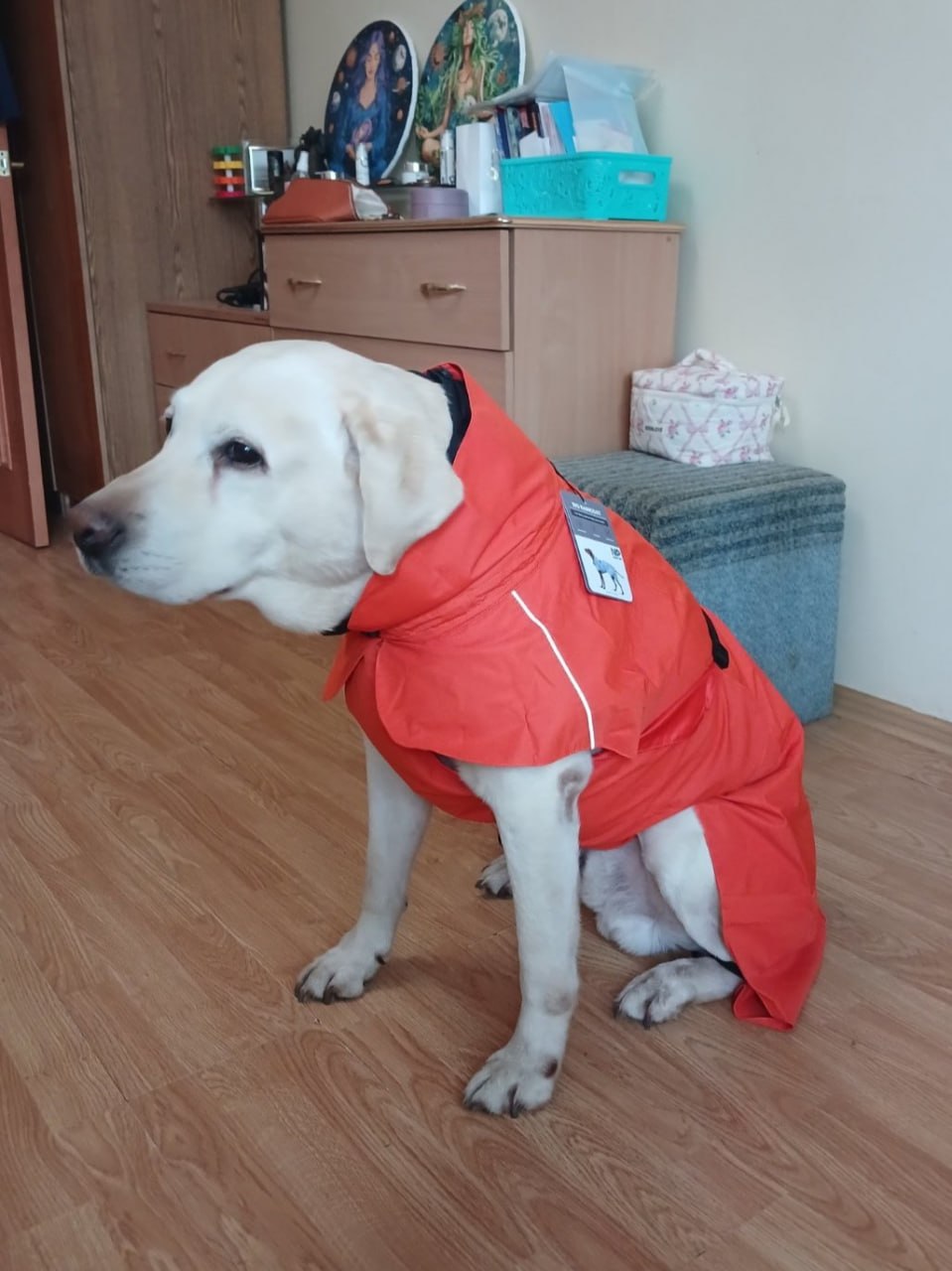 Дождевик для собак Noble Pet Rio Orange, оранжевый Дождевик для собак Noble Pet Rio Orange, оранжевый