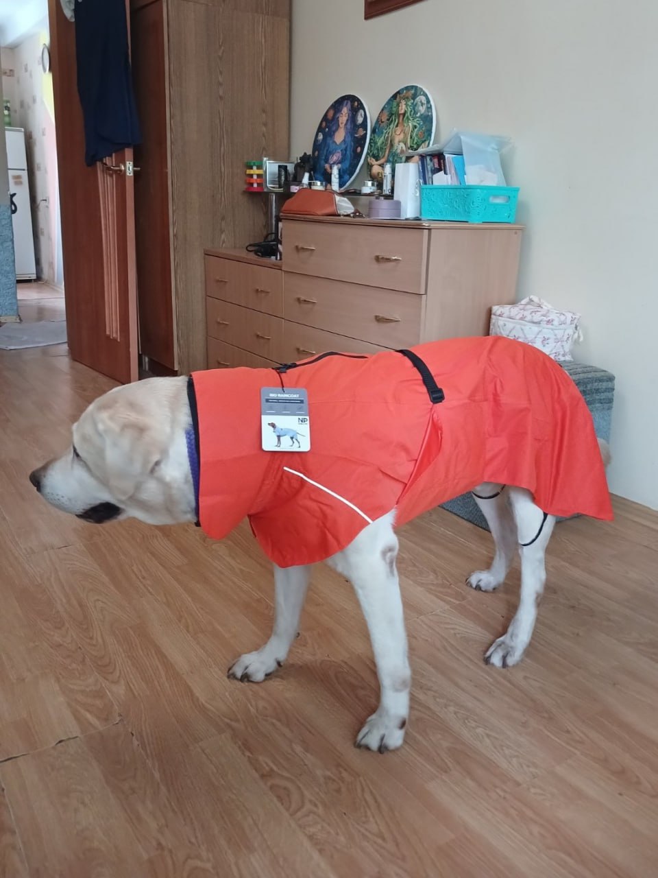 Дождевик для собак Noble Pet Rio Orange, оранжевый Дождевик для собак Noble Pet Rio Orange, оранжевый