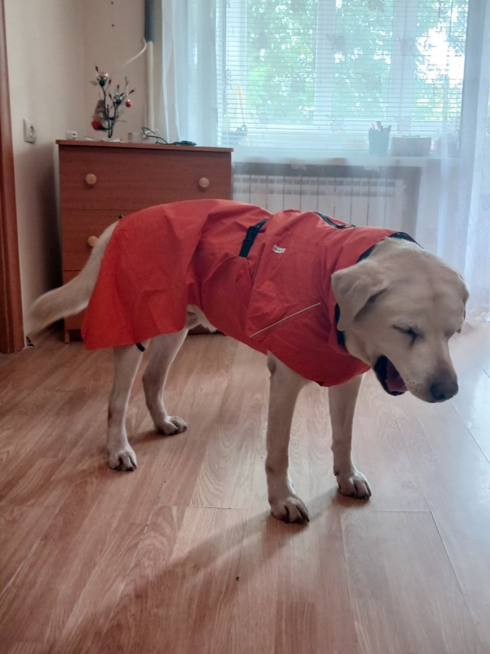 Дождевик для собак Noble Pet Rio Orange, оранжевый Дождевик для собак Noble Pet Rio Orange, оранжевый
