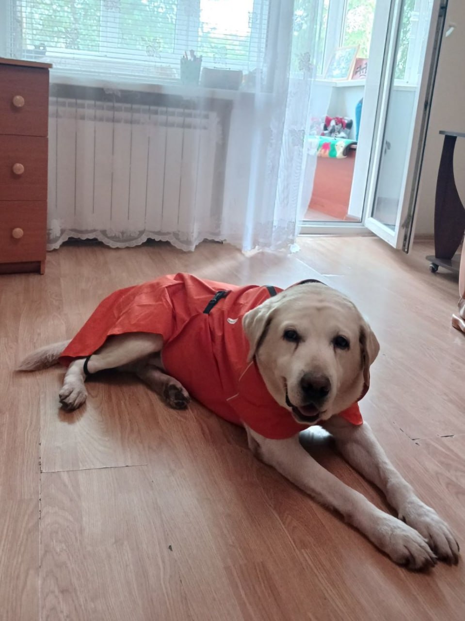 Дождевик для собак Noble Pet Rio Orange, оранжевый Дождевик для собак Noble Pet Rio Orange, оранжевый