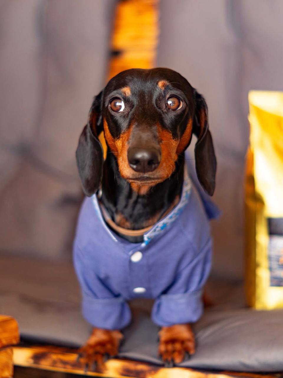 Вышиванка для собак DogsBomba с кисточками, джинс Вышиванка для собак DogsBomba с кисточками, джинс