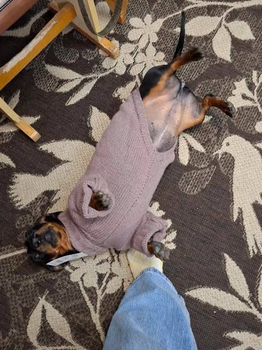 Свитер для собак вязаный DogsBomba Косичка, какао Свитер для собак вязаный DogsBomba Косичка, какао
