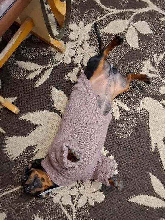 Свитер для собак вязаный DogsBomba Косичка, какао Свитер для собак вязаный DogsBomba Косичка, какао